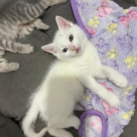 Mesaj atı..