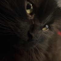 Sahibinden az sevilmiş kedi