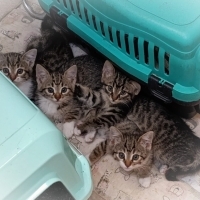 1.5 AYLIK DİŞİ VE ERKEK TEKİRCANLAR..!!