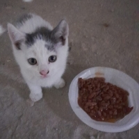 Bebekler..