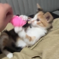 YAKLAŞIK ÜÇ AYLIK, DİŞİ