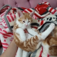 Yavru iki kardeş sarmana acil yuva. Biri erkek diğeri dişi