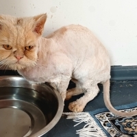 Arslan oğlumuz yuva arıyor