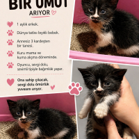 Bıyıklı o..