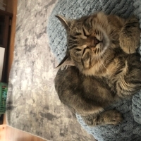 Sokaktan bulduk çok cana yakın