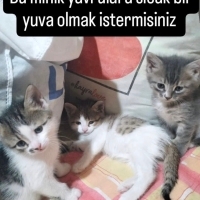 Yavru ked..