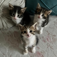 4 haftalı..