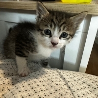 1 aylık y..