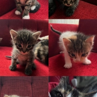 Anne ve 4..