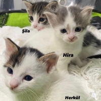 Hira, Şil..