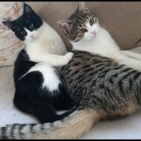 İki kardeş birlikte sahiplendirmek istiyorum