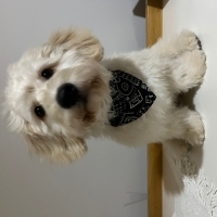 Tüm aşıları yapıldı . Tuvalet eğitimi var