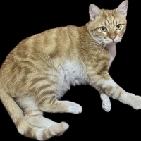 Çok uyumlu, ilgi ve sevilmeye düşkün karamel beyaz renkli