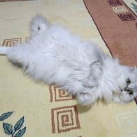 Chinchill..