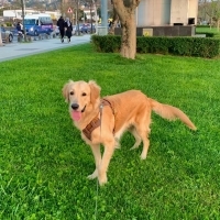 Max cok akıllı ama sahiplenilmesi gerek