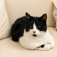 MİNNOŞ YUVA ARIYOR