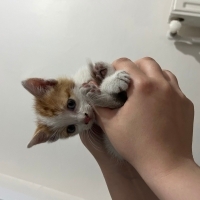 Kaybolmuş yavru sokak kedisi