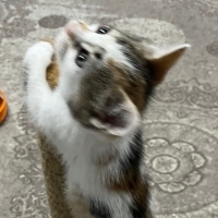 Güzel kız..