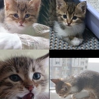 Minnoşlar..