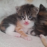 Minik yavru yuvasını arıyor 🥺 🐾
