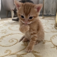 Miniğimize yeni yuva