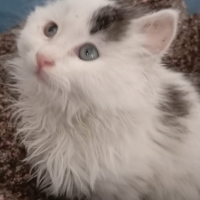 1.5 aylık, melez yuva arıyor