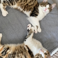 İkisi de aşırı oyuncu ilgi bağımlısıdır sahiplerine bağlılar