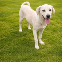 Prenses Hera gölden melezı temas delısı bır kız