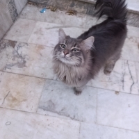 Sokağa atılan bir kedi