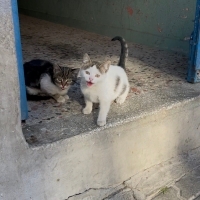 Bu miniğe..