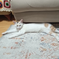 Oyuncu bir kedi,tuvalet alışkanlığı var,etrafa zarar vermiyor.