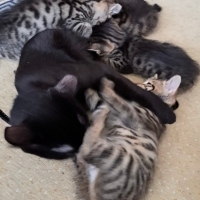 Acil Yuva Arayan 4 Yavru + Anne Kedi 🐱 Domestic Shorthair (Siyah & Tekir)