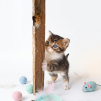 PRENSESİNİZ OLSUN MU? İZMİR MANİSA UŞAK ANKARA NAKİL SAGLANİR