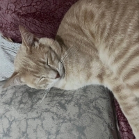 Tarçın yuva arıtor