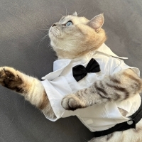 MARS'A YUVA ARIYORUZ - ÜCRETSİZ SCOTTISH STRAIGT