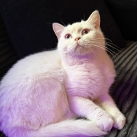 Ücretsiz sahiplendiriyorum acil yuva