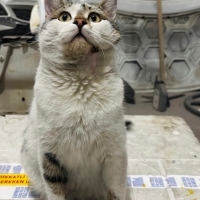 (KAYSERİ VE ÇEVRE İLLER ACİLLL YUVA)AYLARDIR KAFESTE YAŞAYAN OBURİKS YUVA ARIYOR