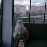 1.5 yaşın..