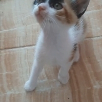 Yavruları..