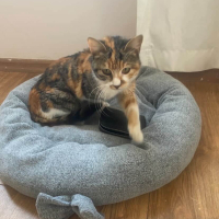 sürekli evlere girmeye çalışan bu yavruya yuva arıyoruz