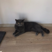 ücretsiz sahiplendirme