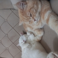 Uslu ev a..