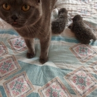 Minik yavrulara yuva arıyoruz