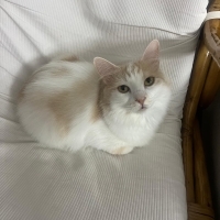 Üç yaşında kısırlaştırılmış çipli güzel kız