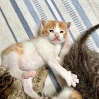 3 haftalık Sarman bebek yuva arıyor