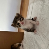 3 haftalı..