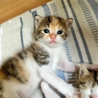 3 haftalı..