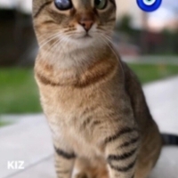 SIMSICAK..