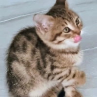 Miniş yuv..