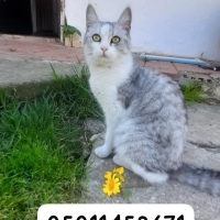 Güzellik..